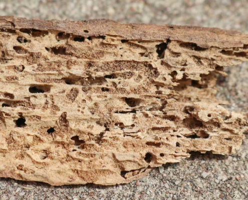 Termite Damage